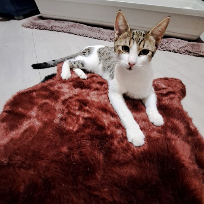 Adoptie pisica motan vargat Aladin