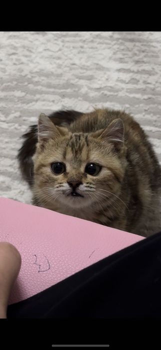 Котенок 4 мес игривая