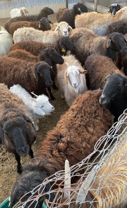 қой тоқты ешкі лақ