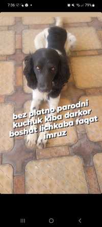 sobaka spaniel juda yaxshi parodni it pririvka qilingan juda yaxshi