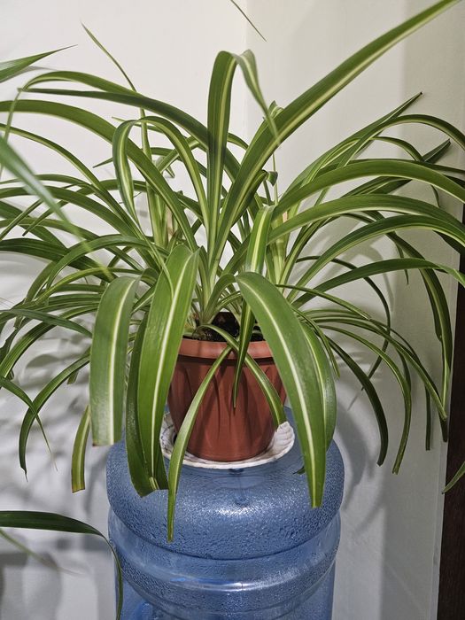 Продам комнатные цветы