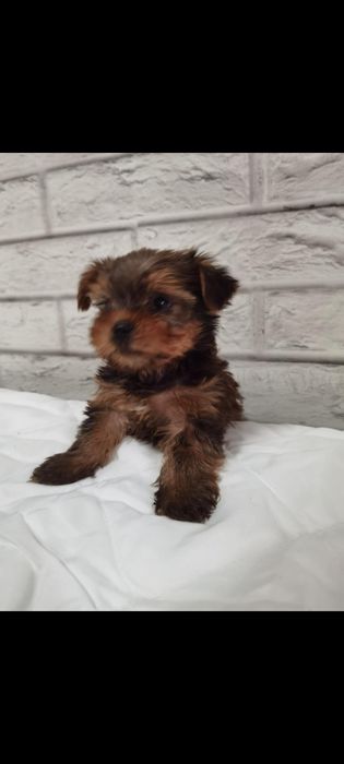 Yorkshire Terrier - baiat