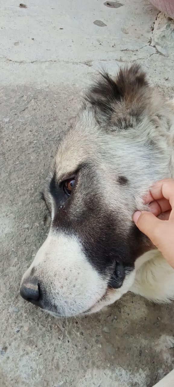 Алабай чупон сотилади