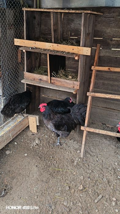 Cocoși australorp(pui)