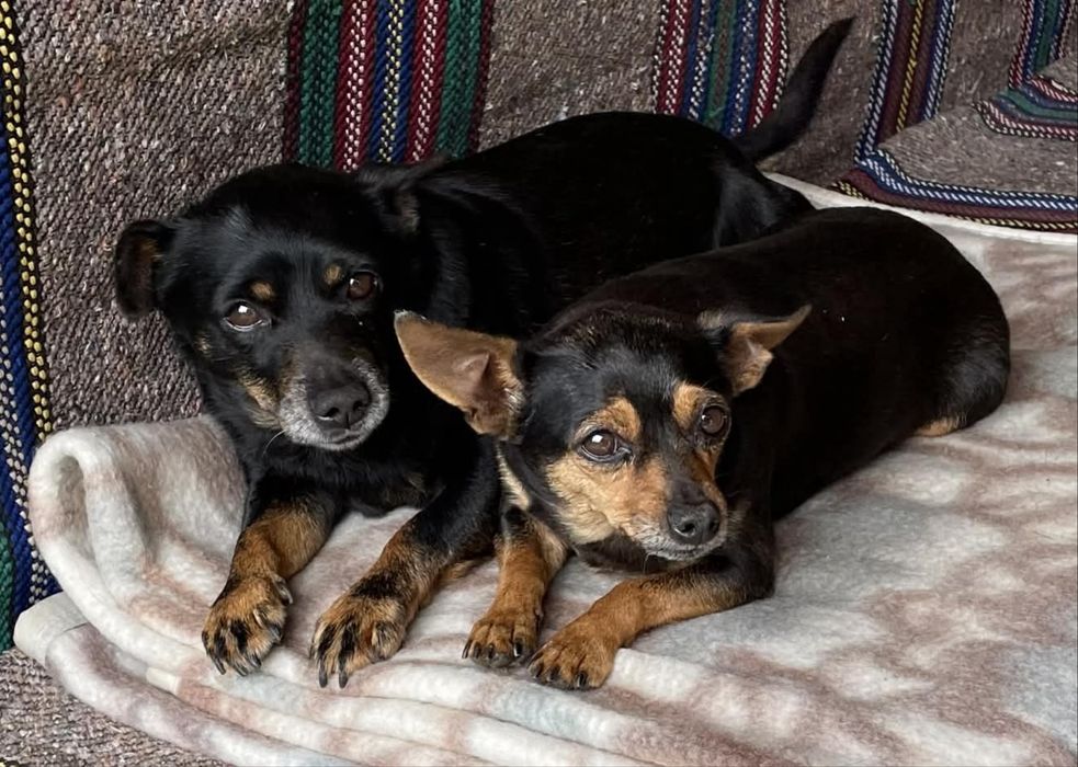 Продавам пинчери