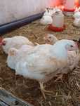 Pui și curcani crescuți Bio cu porumb,grâu și urluială,de vânzare!
