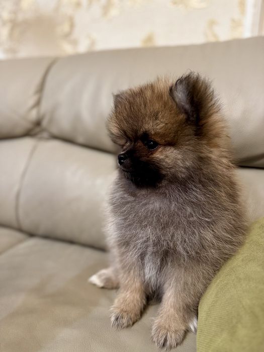 Померани - Мъжки