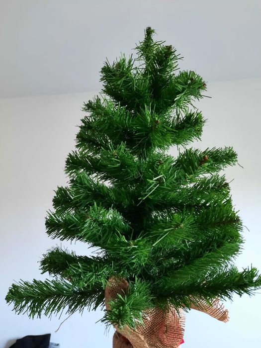 Brad 65 cm Cluj-Napoca