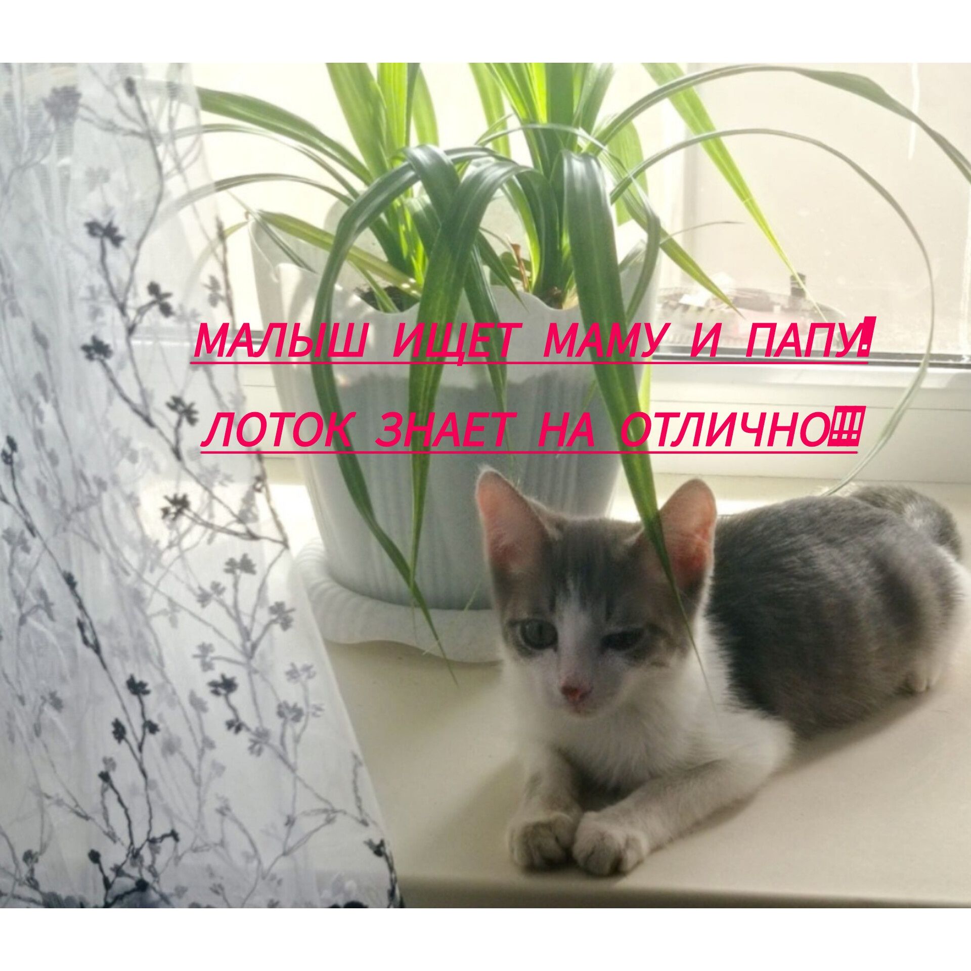 Котёнок ищет дом