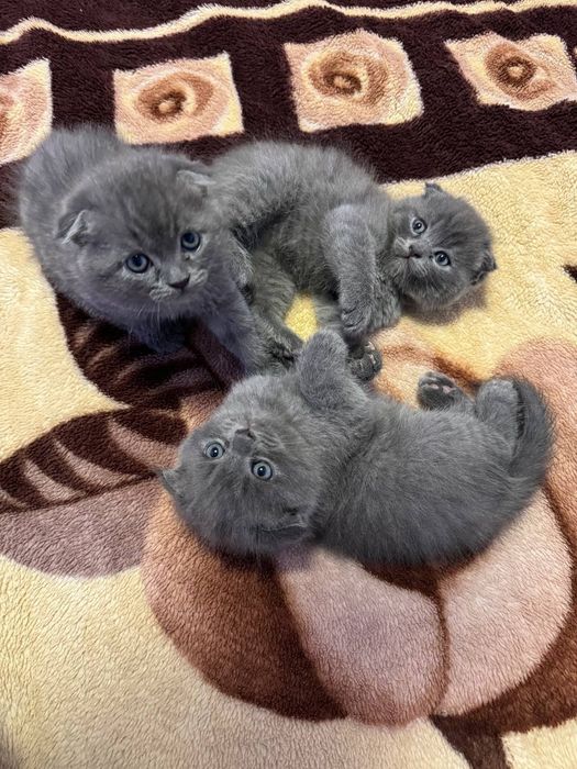 Сотилади мушукчалар