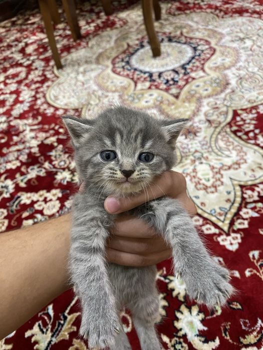 Котенок шиншила 1 месяц