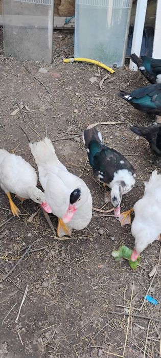 De vânzare Rațe mute