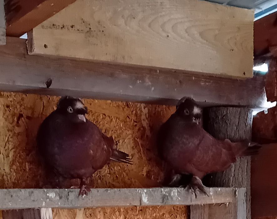 Vand/schimb porumbei