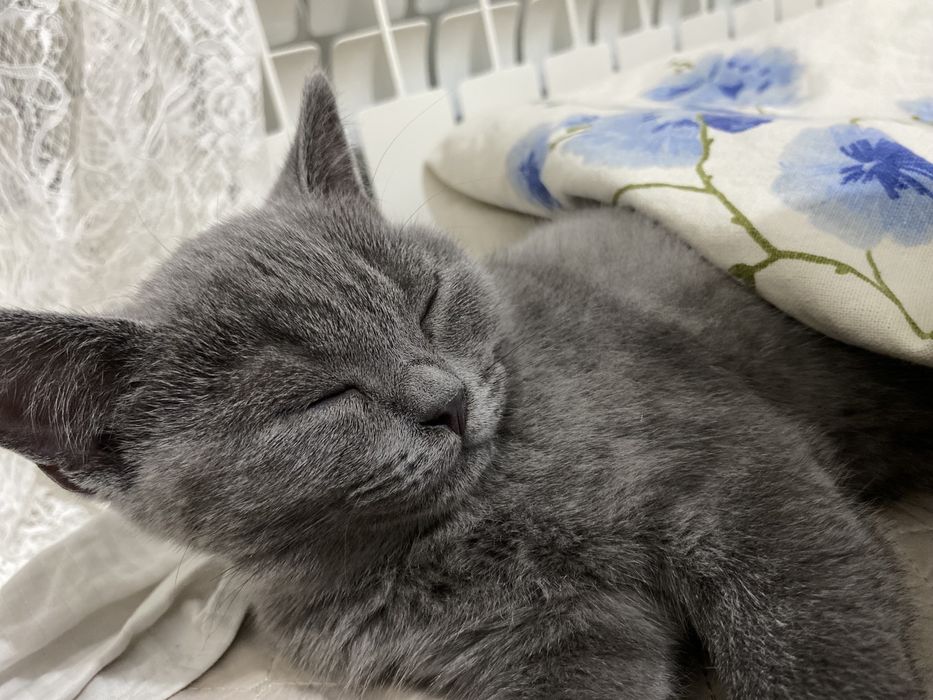 продам котенка,15000