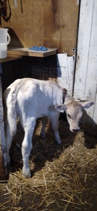 Vițea rasa Charolais de Vînzare