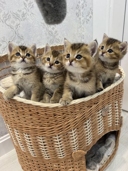 Продаются котята  Британская золотые тикированние шиншилы