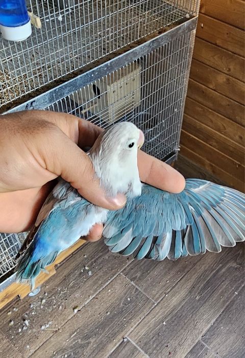 Pui Agapornis Fischeri