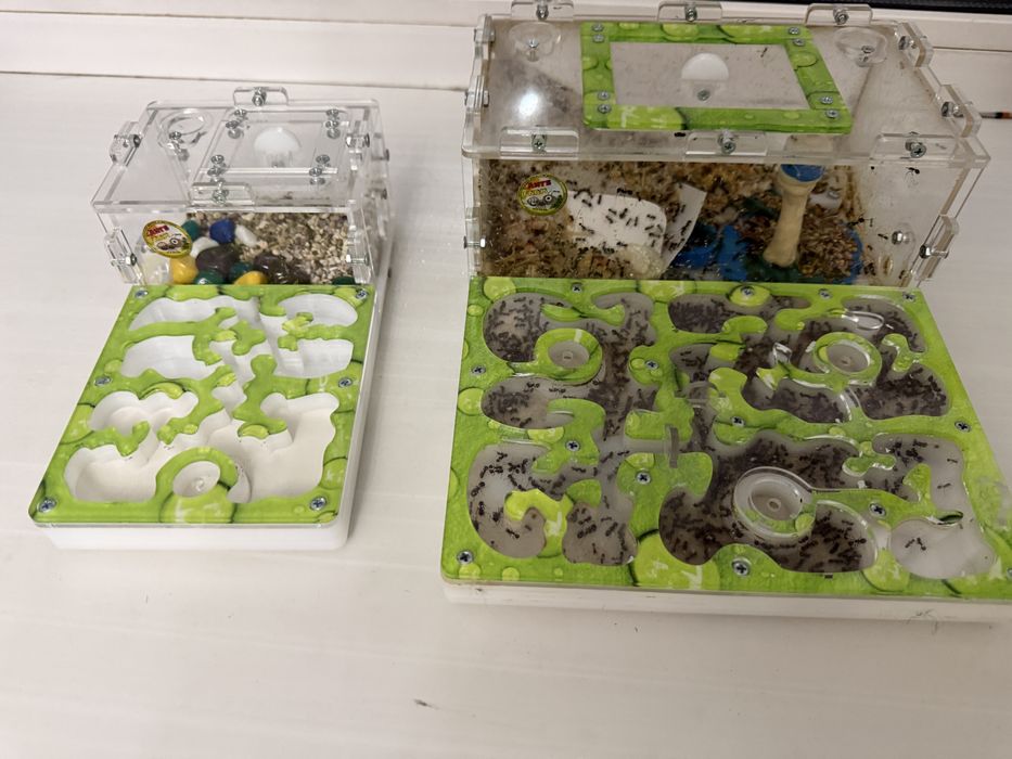 Продам муравьиную ферму Жнецов с дополнительнительный формикарием