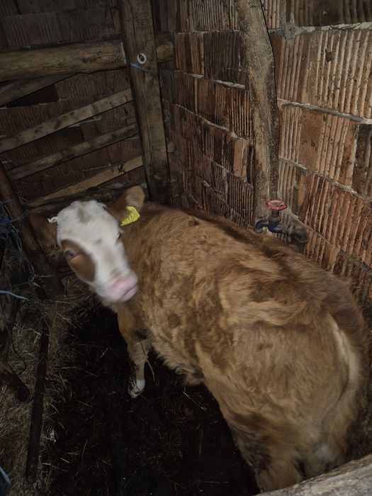 Vitea si vitel  Baltatii