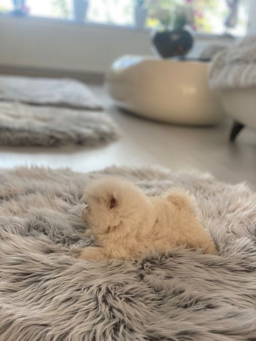 Pui spitz pomeranian superbi