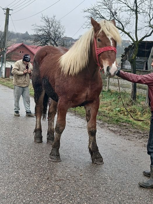 Vand mnz de un an si sane luni