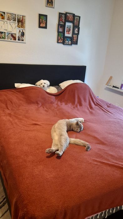 BRITISH Shorthair..