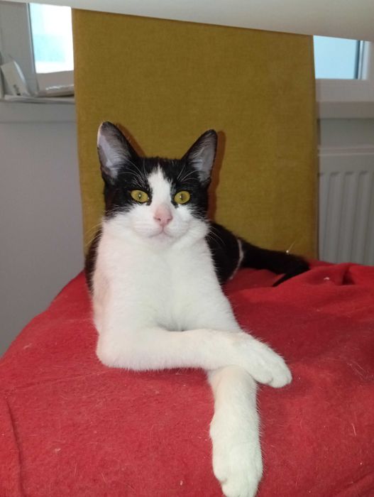 Donatie gratuita pui pisica, deparazitata, vaccinata, blanda