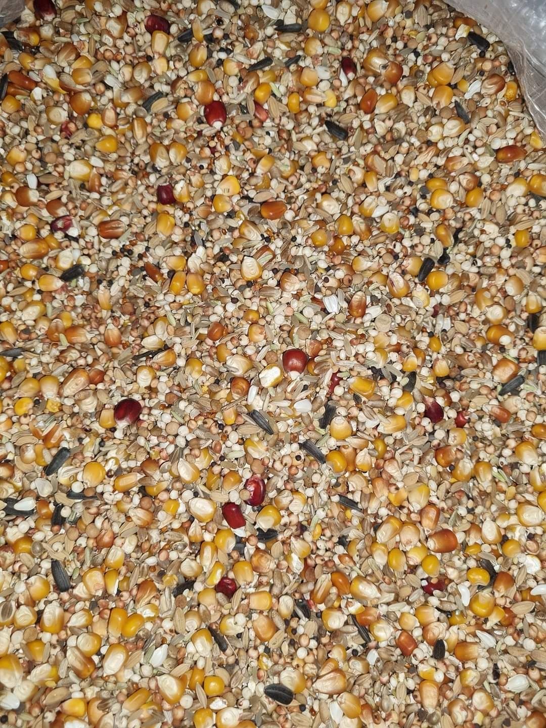 Mâncare porumbei ambalata la  30 kg sacul 15 semințe, 3, 30 lei kg