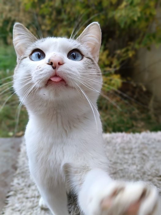 Пристраивается молодой котик