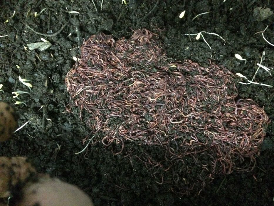 Râme "Roșii de California" pentru vermicompost