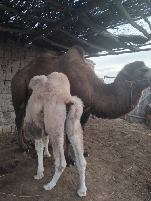 Боталы туйелер 2 бас