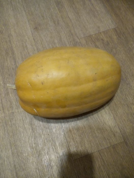 Тыква. Тыква.Продам.