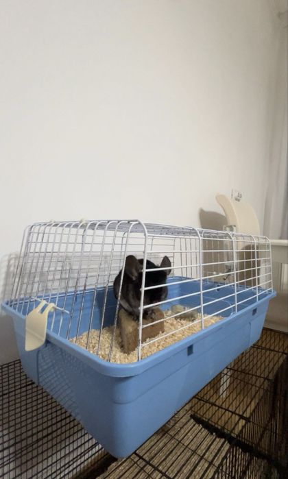 chinchilla neagra