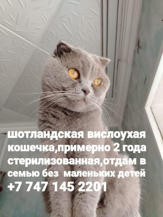 Шотландская вислоухая ищет дом