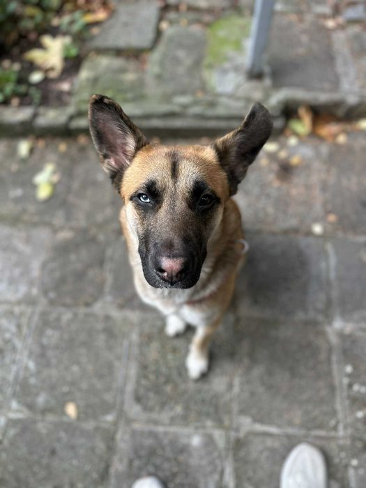 Страхотен Шарено-Очко търси Дом