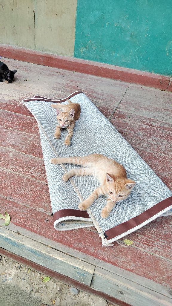 Котята 2 месяца шустрые