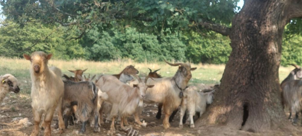 Vând 12 capre 4 capre cu lapte 3 iedițe si 4 țapi