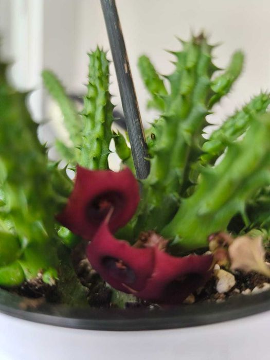 Черенки Стапелии