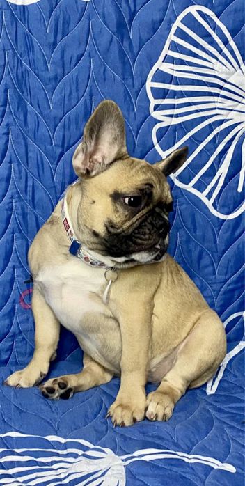 Щенки Французского Бульдога