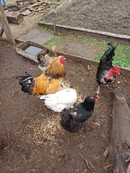 Продам кур домашних