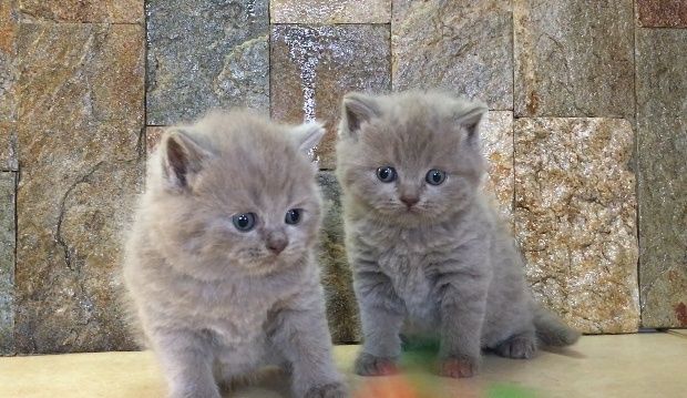 Британска късокосместа