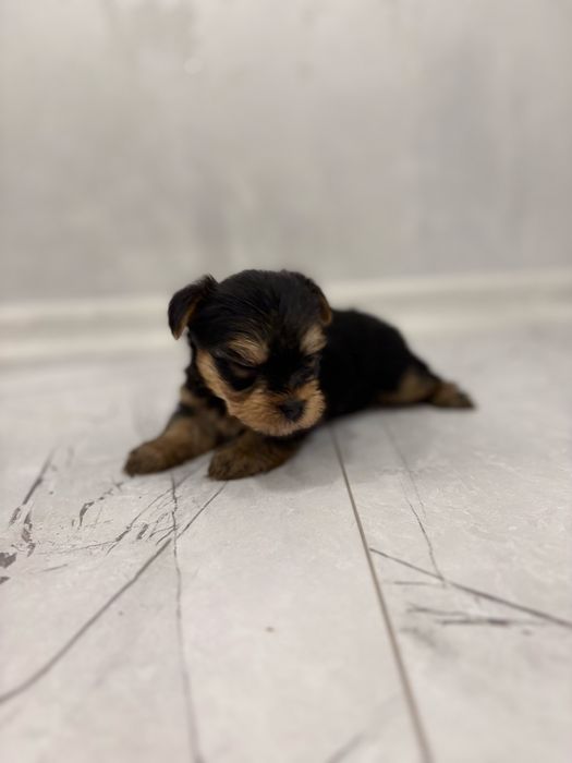 Йоркширски териер