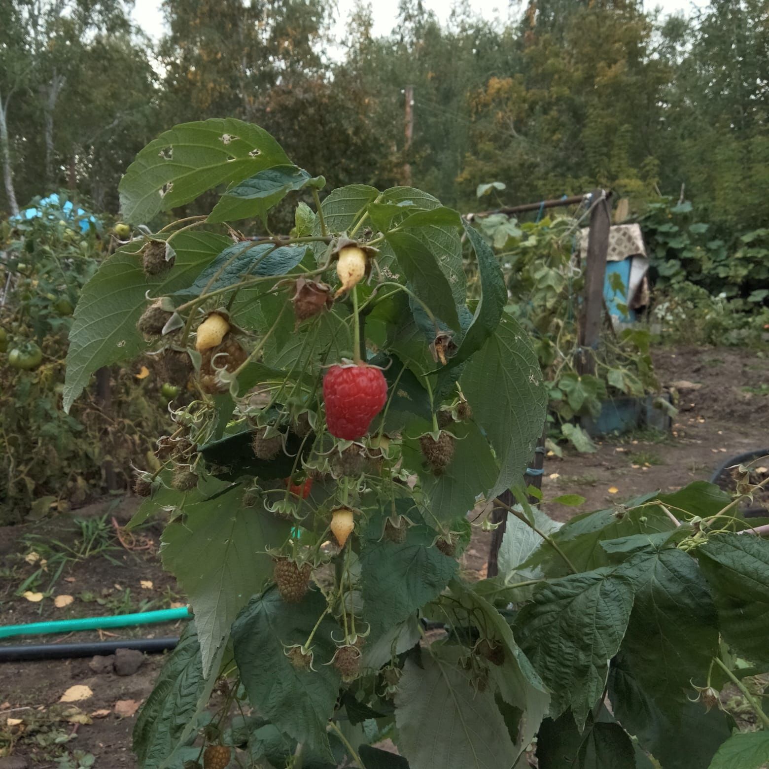 Дача незатапливаемая, с/о Веснянка, свет, проезд круглый год,