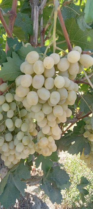 Zõr holatda 1 fura 14 lik karzinkada toyfi uzum bor