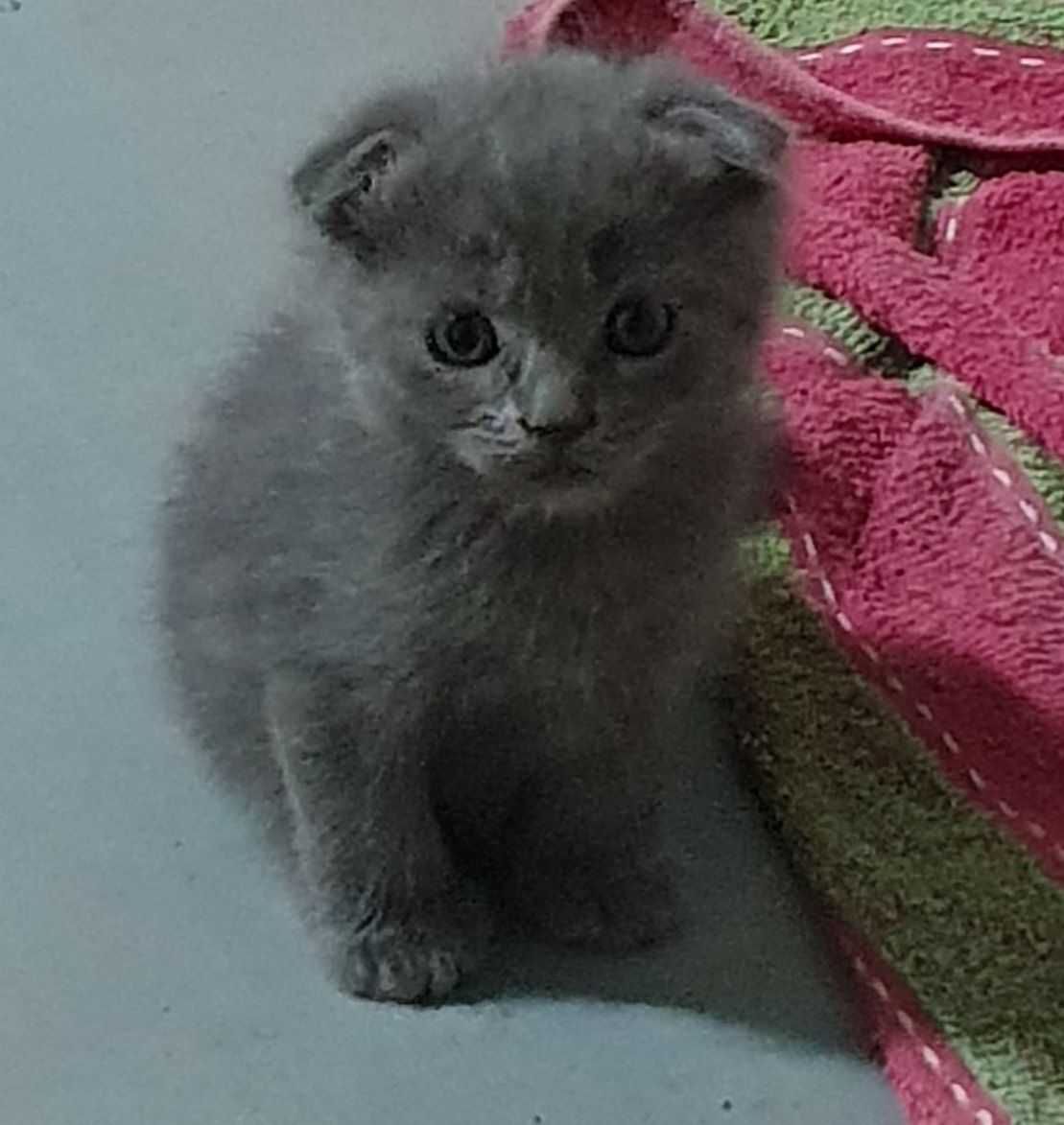 Продам! Котята скотиш фолд, страйт!