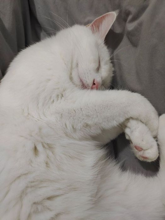 Котенок 1,5 месяц