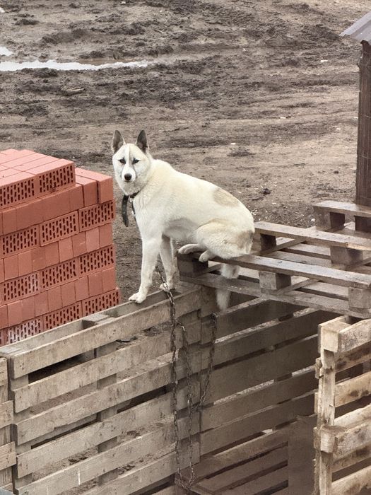 Продам Лайку Западно-Сибирьской породы