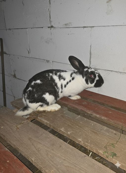 Vând iepuri de rasa