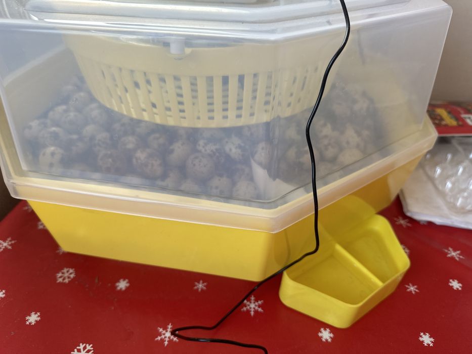 Pui prepelite de o zi,prepelite(diferite vârste și rase oua /carne)