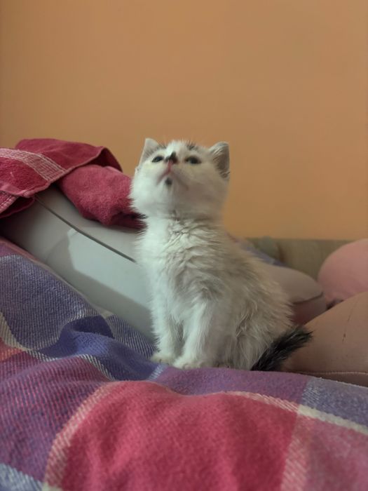Котенок ищет дом
